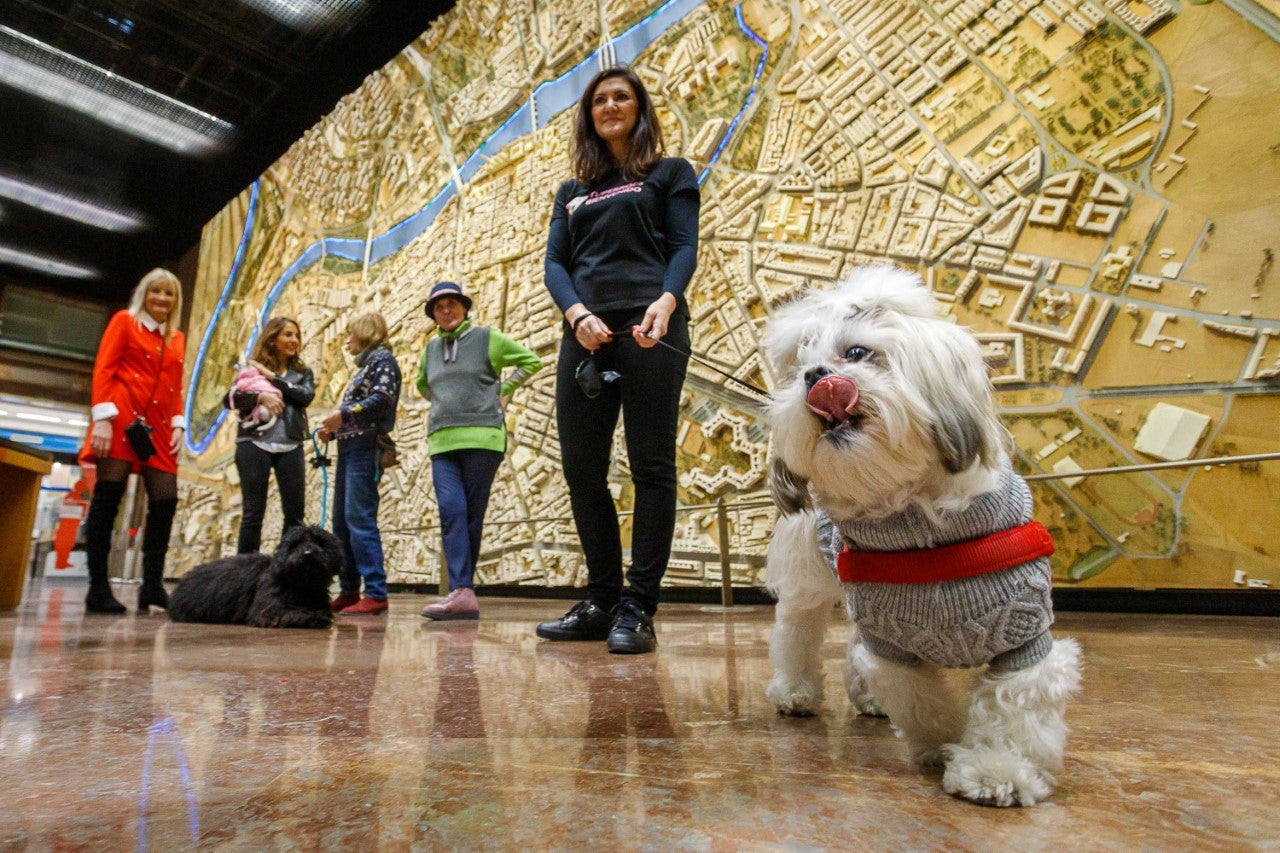 Se abren las puertas de los edificios municipales a las mascotas Se abren las puertas de los edificios municipales a las mascotas