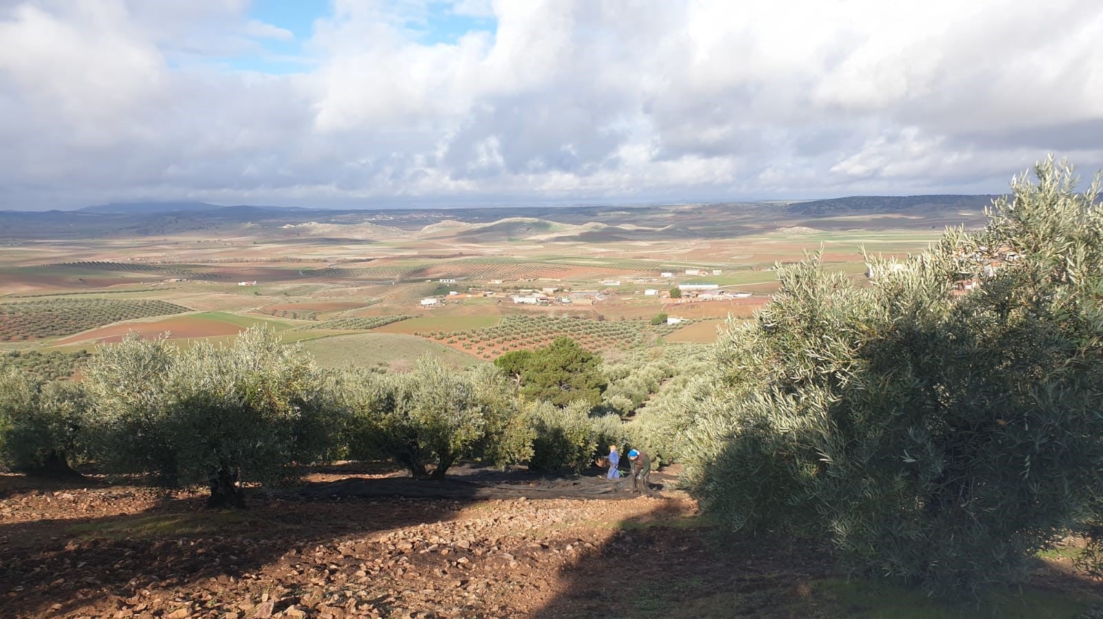 La Cooperativa Olivarera de Valdepeñas finaliza en positivo la campaña de aceituna La Cooperativa Olivarera de Valdepeñas finaliza en positivo la campaña de aceituna