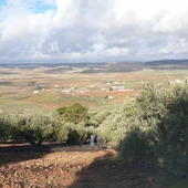 Recogida de aceituna (Villamanrique) Recogida de aceituna (Villamanrique)