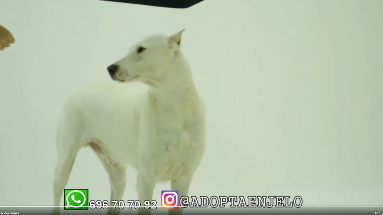 Adopta en JELO: Olmo, un perro víctima de los cazadores, busca un nuevo hogar Adopta en JELO: Olmo, un perro víctima de los cazadores, busca un nuevo hogar