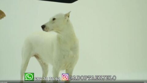 Adopta en JELO: Olmo, un perro v&iacute;ctima de los cazadores, busca un nuevo hogar