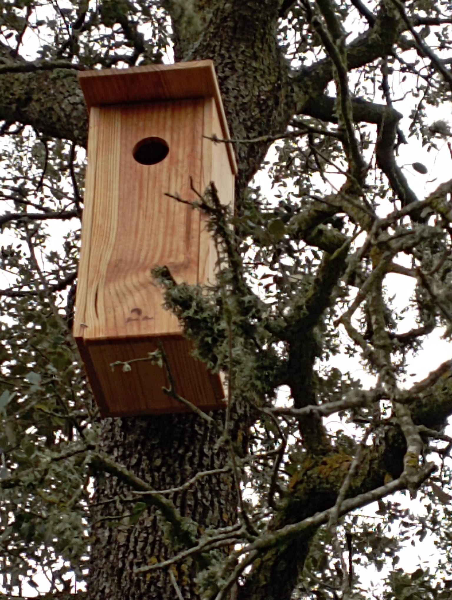 Revisión de cajas nido en la finca La Nava del Conejo, en Valdepeñas Revisión de cajas nido en la finca La Nava del Conejo, en Valdepeñas