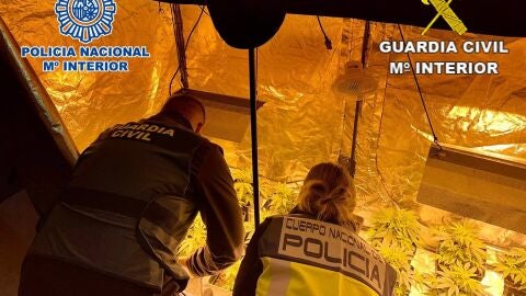 Una imagen del cultivo de marihuana Una imagen del cultivo de marihuana