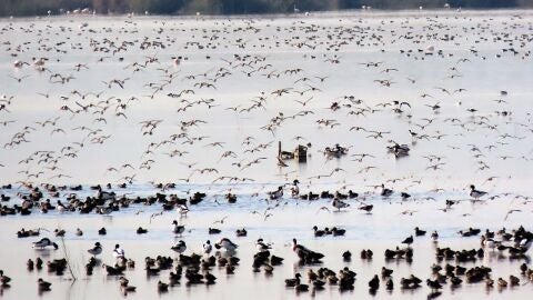 Imagen de archivo de aves en una de las charcas del parque natural de El Hondo Elche-Crevillent.