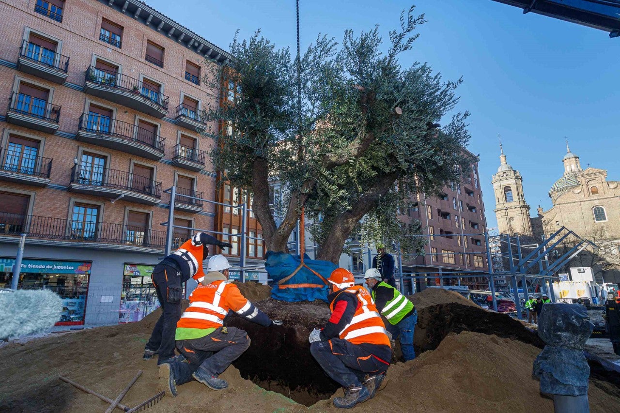 La plaza Salamero vuelve a tener olivos La plaza Salamero vuelve a tener olivos