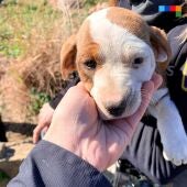 Policía rescata a un cachorro que estaba atrapado en el sifón de una acequia en Castelló