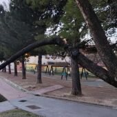 Uno de los árboles afectados en el Parque Querbes. 