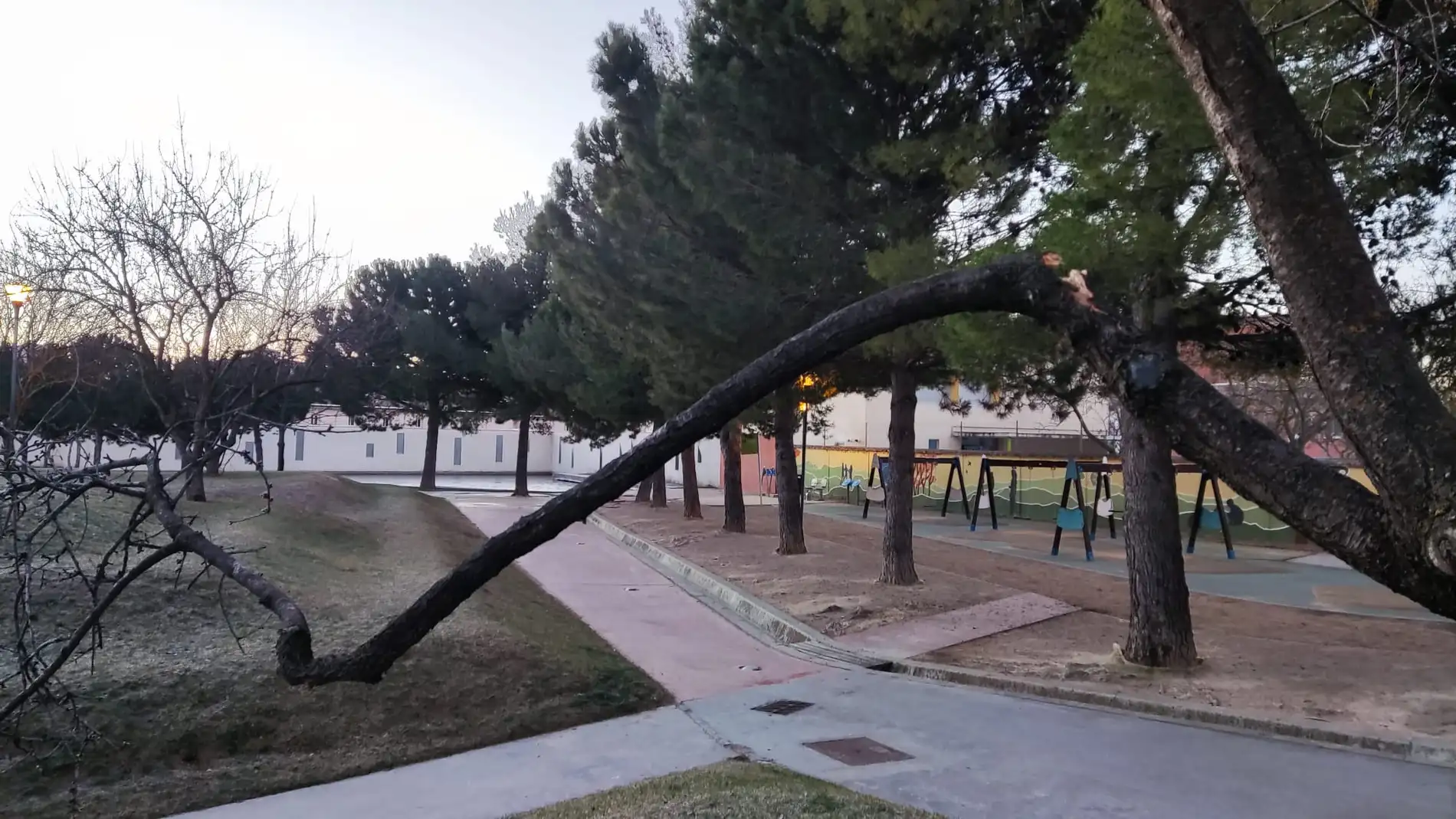 Uno de los árboles afectados en el Parque Querbes. 