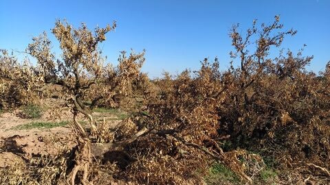 Archivo - La C. Valenciana aumenta un 3,9% las tierras agrarias abandonadas y pulveriza su récord con 171.386 hectáreas, según AVA - AVA-ASAJA - Archivo