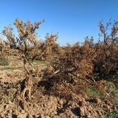Archivo - La C. Valenciana aumenta un 3,9% las tierras agrarias abandonadas y pulveriza su récord con 171.386 hectáreas, según AVA - AVA-ASAJA - Archivo