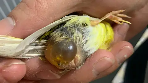 Foto enviada por la oyente de la ampolla que le ha salido a su canario junto a la cloaca Foto enviada por la oyente de la ampolla que le ha salido a su canario junto a la cloaca