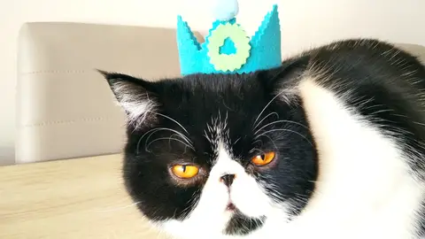 Onix, el gato gamberro simpático que espera la llegada de un hermanito humano Onix, el gato gamberro simpático que espera la llegada de un hermanito humano