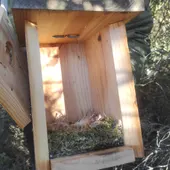 Nido incipiente con plumas de perdiz Nido incipiente con plumas de perdiz