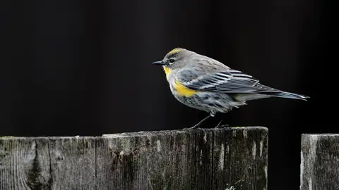 Ave sobre una rama Ave sobre una rama