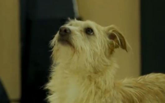 Adopta en JELO: Geo y Once buscan nuevo hogar Adopta en JELO: Geo y Once buscan nuevo hogar