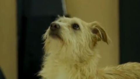 Adopta en JELO: Geo y Once buscan un nuevo hogar