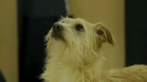 Adopta en JELO: Geo y Once buscan un nuevo hogar Adopta en JELO: Geo y Once buscan un nuevo hogar