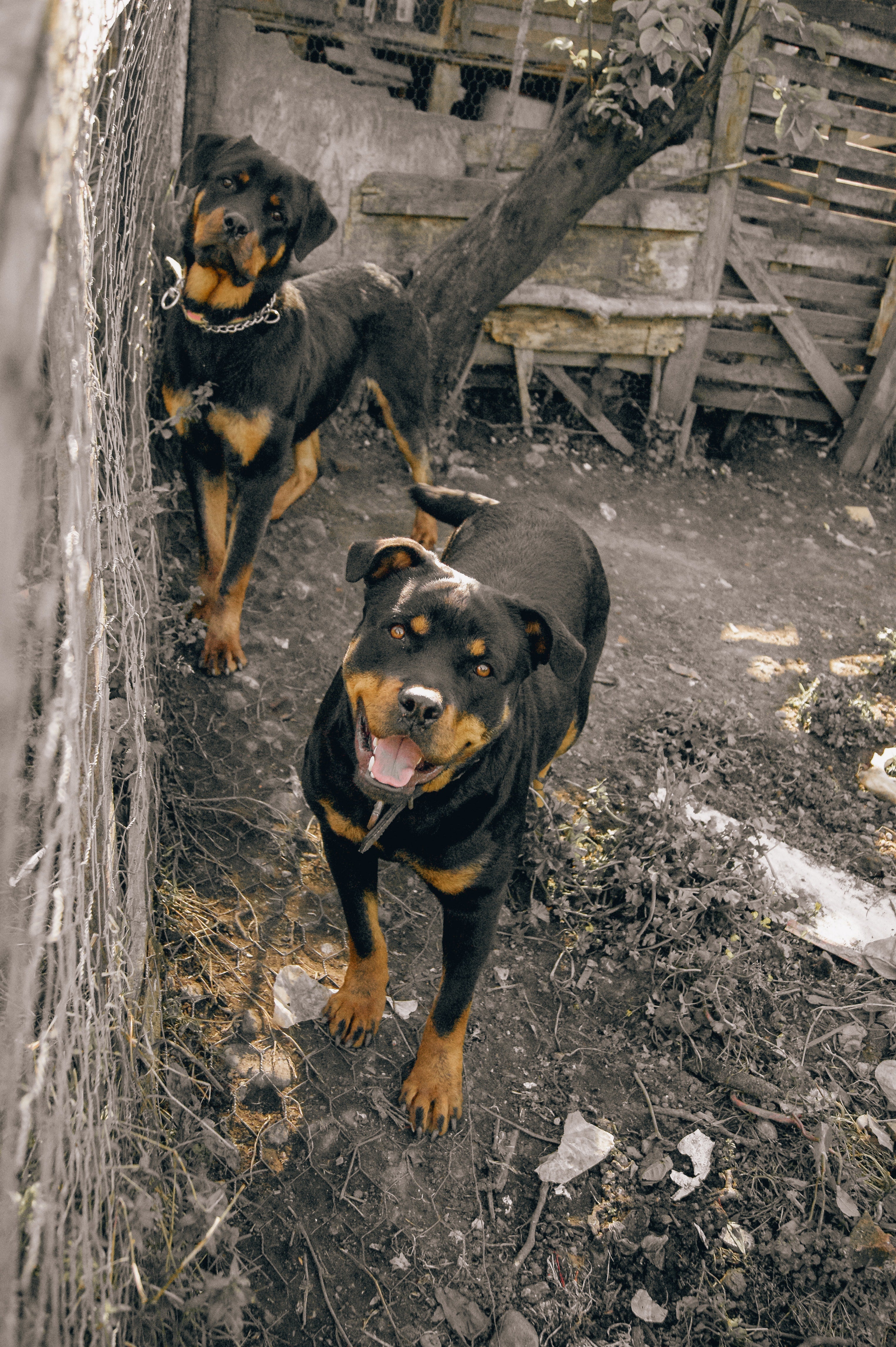 Un perro peligroso reincidente ataca a una niña de cinco años en la cabeza causándole heridas graves Un perro peligroso reincidente ataca a una niña de cinco años en la cabeza causándole heridas graves