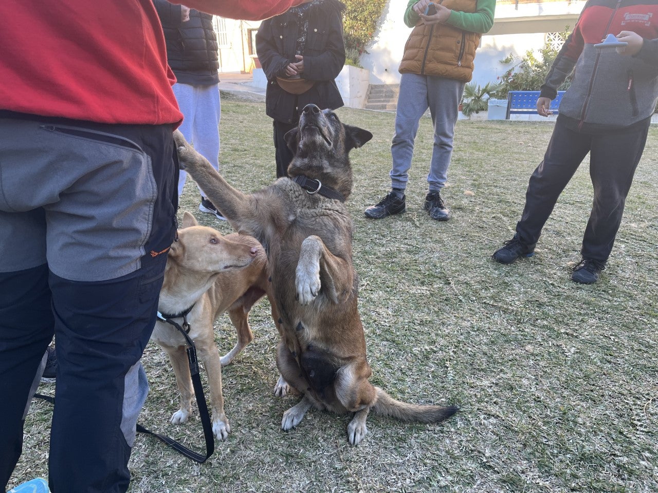Alumnos del IES Sierra Blanca reciben apoyo emocional canino para fortalecer sus habilidades sociales Alumnos del IES Sierra Blanca reciben apoyo emocional canino para fortalecer sus habilidades sociales