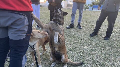 Alumnos del IES Sierra Blanca reciben apoyo emocional canino para fortalecer sus habilidades sociales