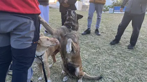 Alumnos del IES Sierra Blanca reciben apoyo emocional canino para fortalecer sus habilidades sociales Alumnos del IES Sierra Blanca reciben apoyo emocional canino para fortalecer sus habilidades sociales