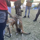 Alumnos del IES Sierra Blanca reciben apoyo emocional canino para fortalecer sus habilidades sociales Alumnos del IES Sierra Blanca reciben apoyo emocional canino para fortalecer sus habilidades sociales