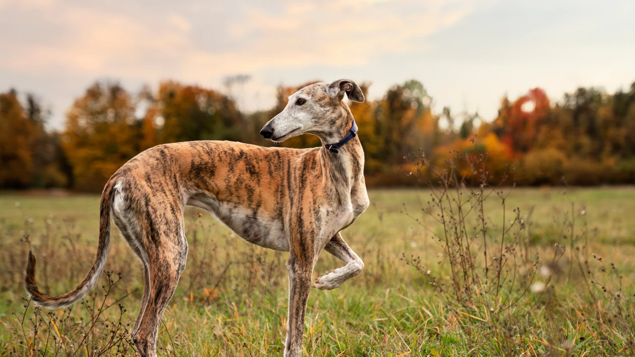 Qué pasa con los perros de caza tras la nueva ley de bienestar animal