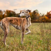 Qué pasa con los perros de caza tras la nueva ley de bienestar animal