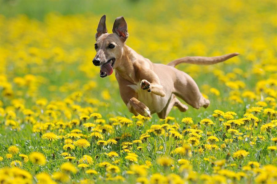 Las claves de la nueva ley de bienestar animal: qué debes saber si tienes mascota Las claves de la nueva ley de bienestar animal: qué debes saber si tienes mascota