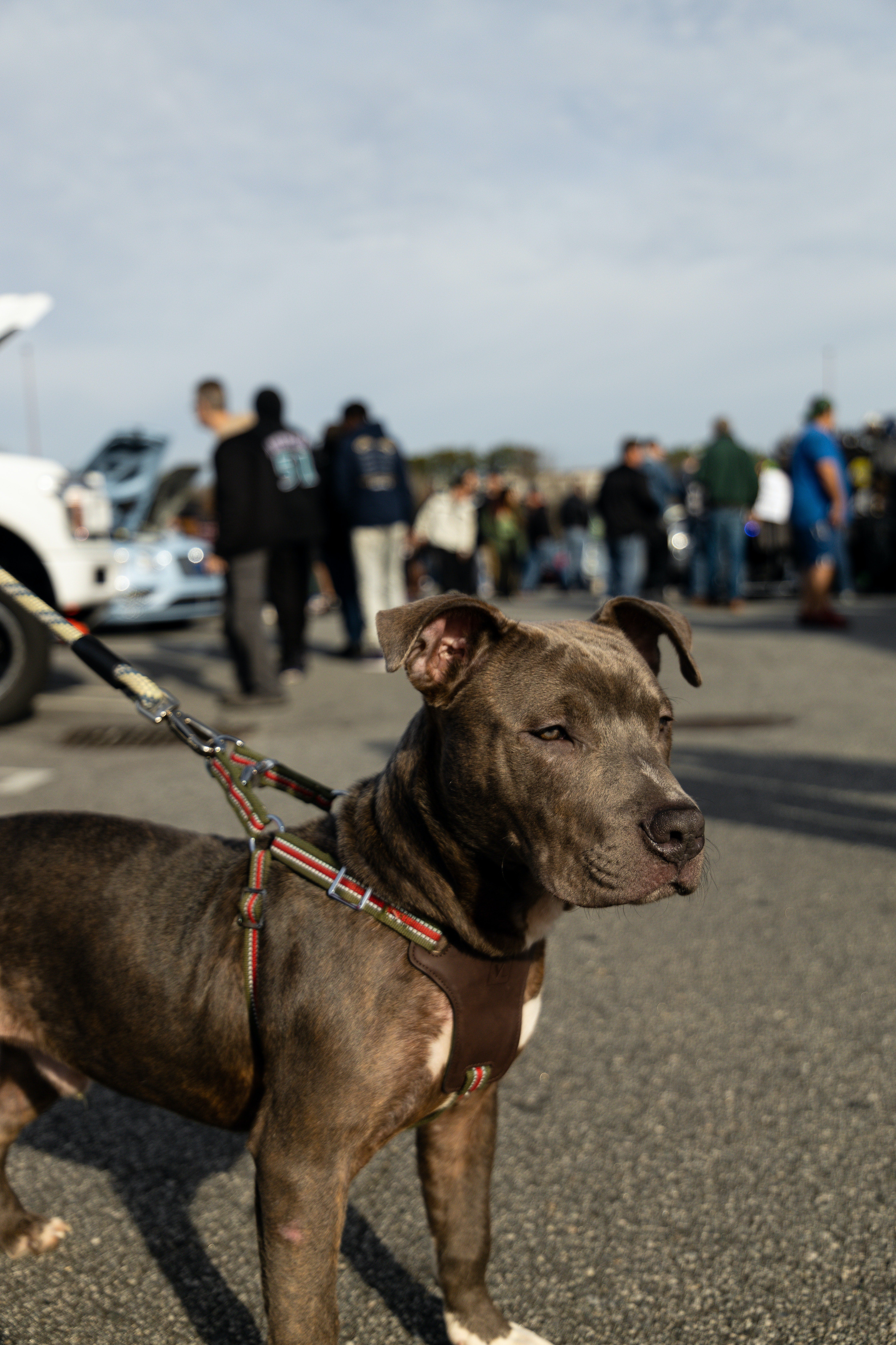 Qué tipos de perros tendrían que pasar un 'test de sociabilidad' con la nueva ley animal Qué tipos de perros tendrían que pasar un 'test de sociabilidad' con la nueva ley animal