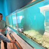 El Museo del Mar de Peñíscola recupera las cifras de visitantes de antes de la pandemia 