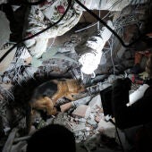 La imagen de un perro de rescate en Turquía 