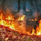 Casi 200 hectáreas quemadas en dos incendios estos últimos días en Galicia. Sin copyright