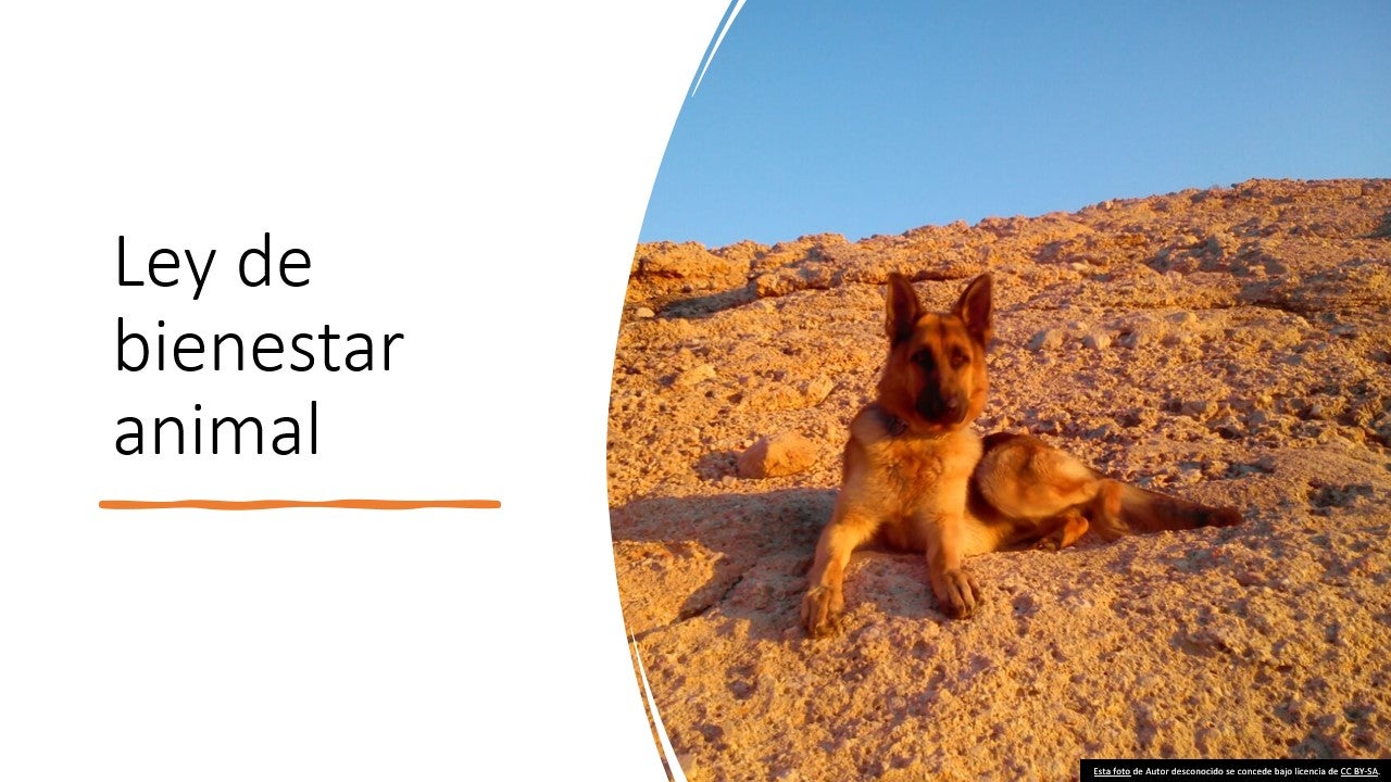 Los Veterinarios critican la ley de bienestar animal Los Veterinarios critican la ley de bienestar animal
