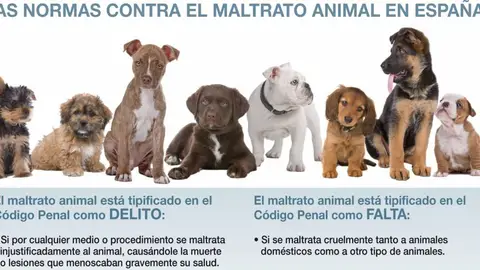 Analizamos la recién aprobada Ley de Protección Animal con el adiestrador canino Ángel Osuna maltrato
