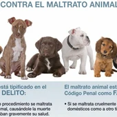 Analizamos la recién aprobada Ley de Protección Animal con el adiestrador canino Ángel Osuna Analizamos la recién aprobada Ley de Protección Animal con el adiestrador canino Ángel Osuna