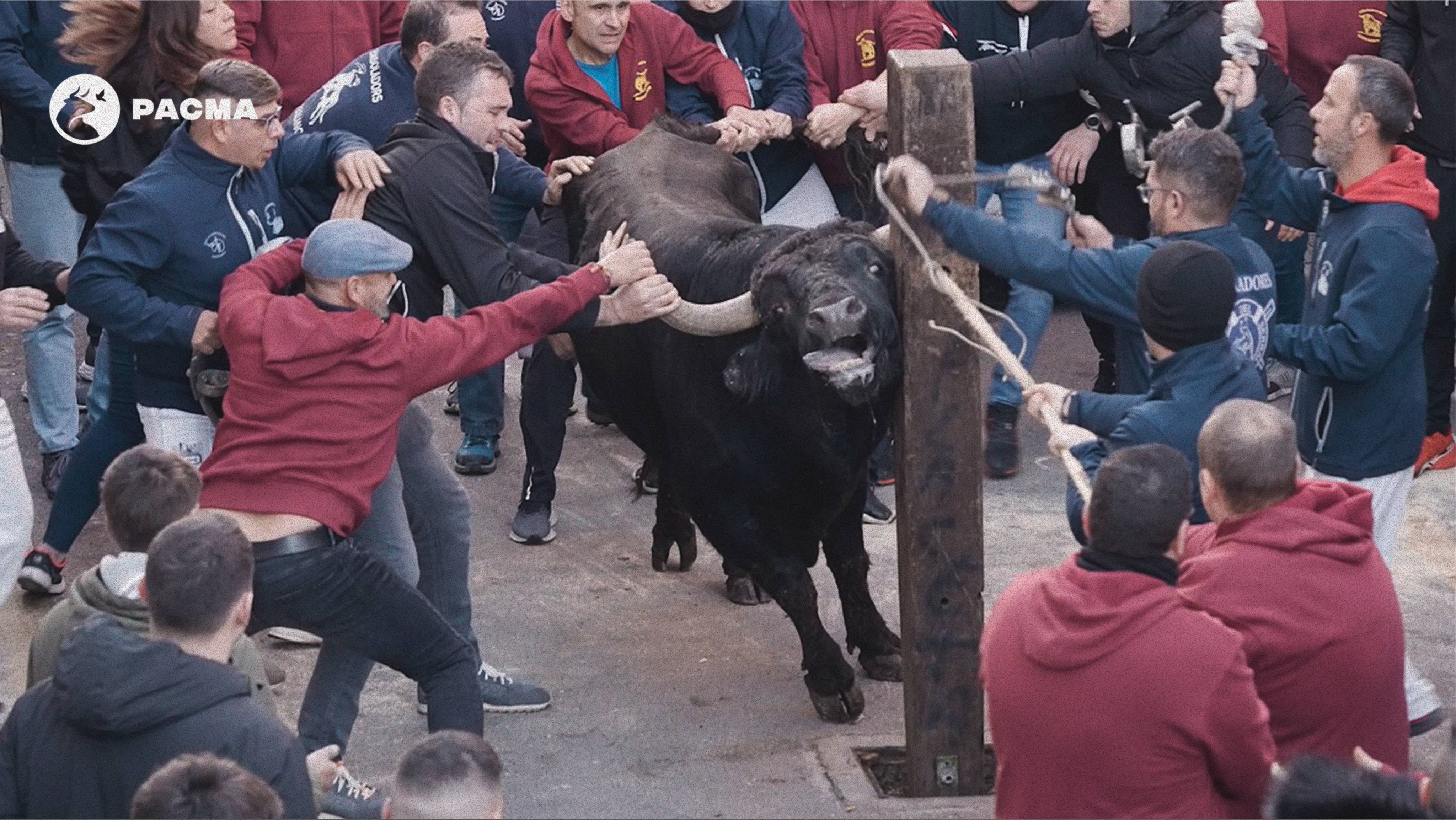PACMA difunde un vídeo de un toro bramando en su embolado en Castelló para denunciar "maltrato animal" PACMA difunde un vídeo de un toro bramando en su embolado en Castelló para denunciar "maltrato animal"