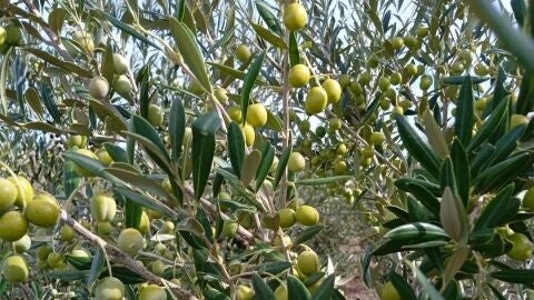 Olivas de los olivos de Lafi Biolivos