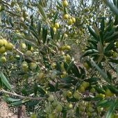 Olivas de los olivos de Lafi Biolivos