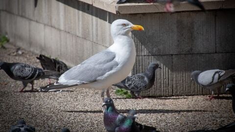 En Aragón, solo se han detectado casos en gaviotas