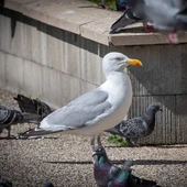 En Aragón, solo se han detectado casos en gaviotas En Aragón, solo se han detectado casos en gaviotas