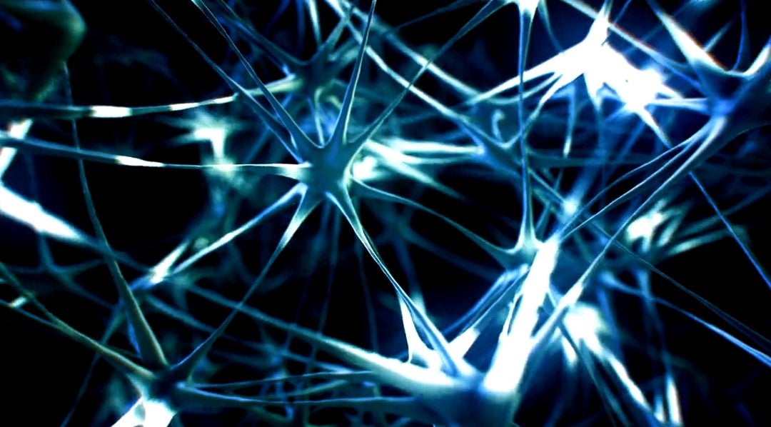 Científicos de Harvard descubren el mecanismo que usan las neuronas para repararse Científicos de Harvard descubren el mecanismo que usan las neuronas para repararse