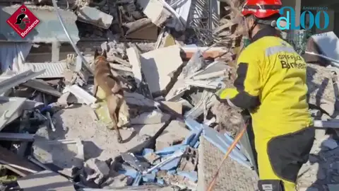 Bombero de Elche y su perro Thor en las labores de búsqueda de supervivientes del terremoto de Turquía. Bombero de Elche y su perro Thor en las labores de búsqueda de supervivientes del terremoto de Turquía