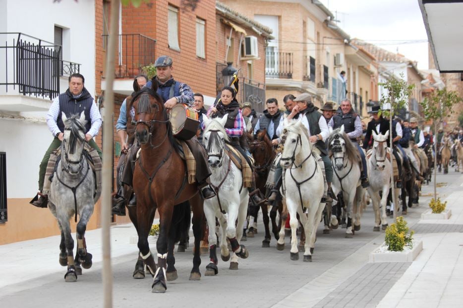 Torrenueva celebra una de sus fiestas más emblemáticas: "la borricá" Torrenueva celebra una de sus fiestas más emblemáticas: "la borricá"
