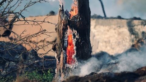 Incendio forestal