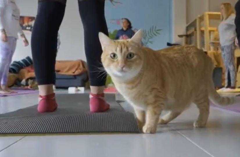 Adopta en JELO: Familia Bombay, el refugio de los gatos con leucemia Adopta en JELO: Familia Bombay, el refugio de los gatos con leucemia