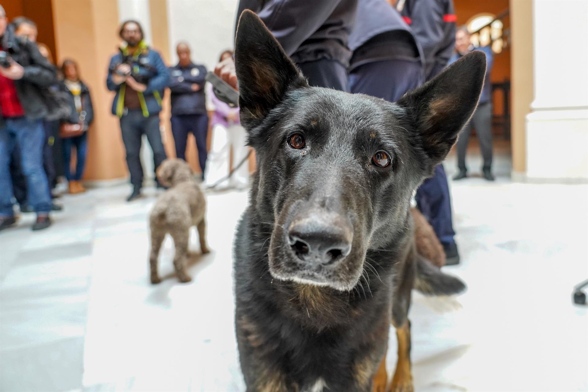La Ley de Bienestar Animal saldrá adelante con el apoyo del Botànic y advertencias de "inconstitucionalidad" de la oposición y los cazadores La Ley de Bienestar Animal saldrá adelante con el apoyo del Botànic y advertencias de "inconstitucionalidad" de la oposición y los cazadores