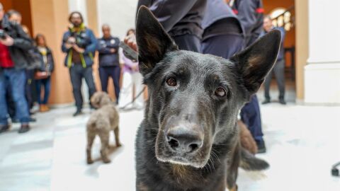 ¿Se puede ir a votar con el perro?