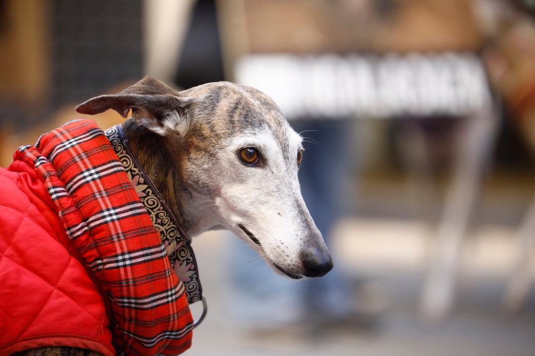 Los collares de perro que estarán prohibidos con la nueva ley de bienestar animal Los collares de perro que estarán prohibidos con la nueva ley de bienestar animal