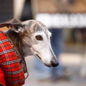Los collares de perro que estarán prohibidos con la nueva ley de bienestar animal
